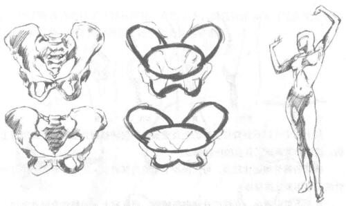 简化盆骨区的绘制步骤（盆骨 绘画）