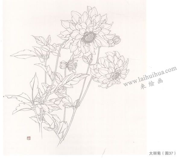 工笔花卉白描图例作品欣赏